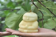 人参果有几个吃法？