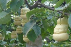人参果居然还能作为一道菜来吃？