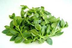 穿心莲除了药用， 它还能当菜吃